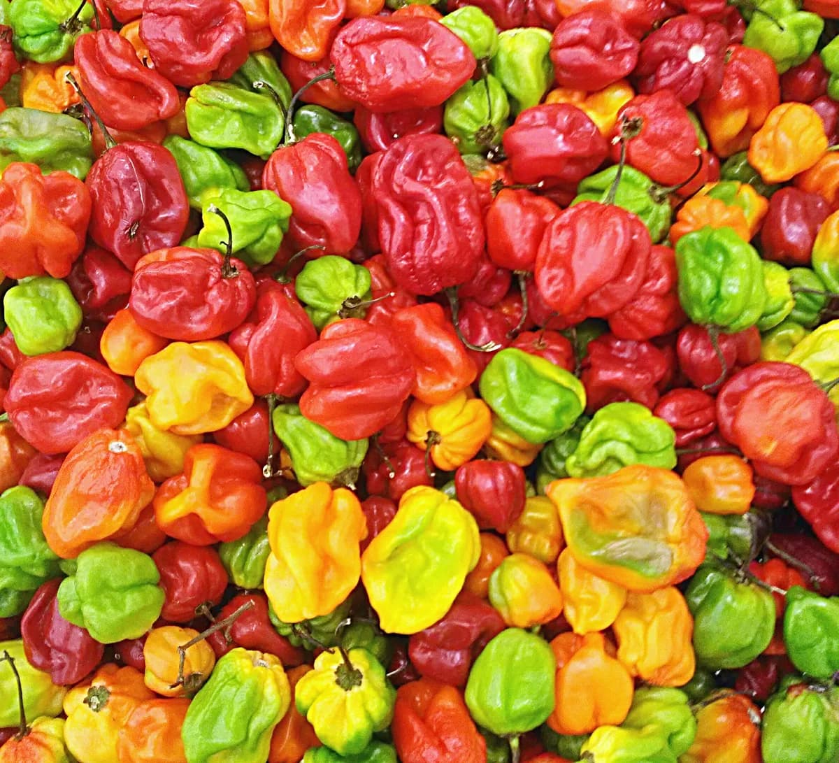 Habanero