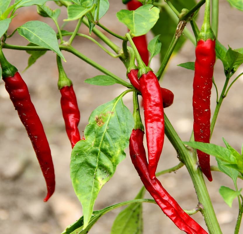 Cayenne Ring of Fire chilli pepper