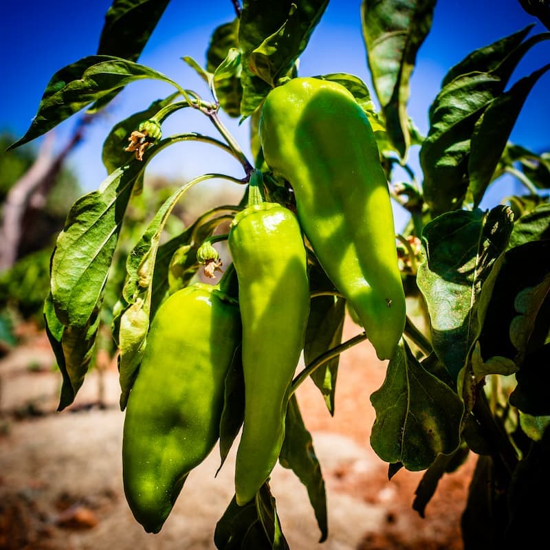 Anaheim chilli pepper