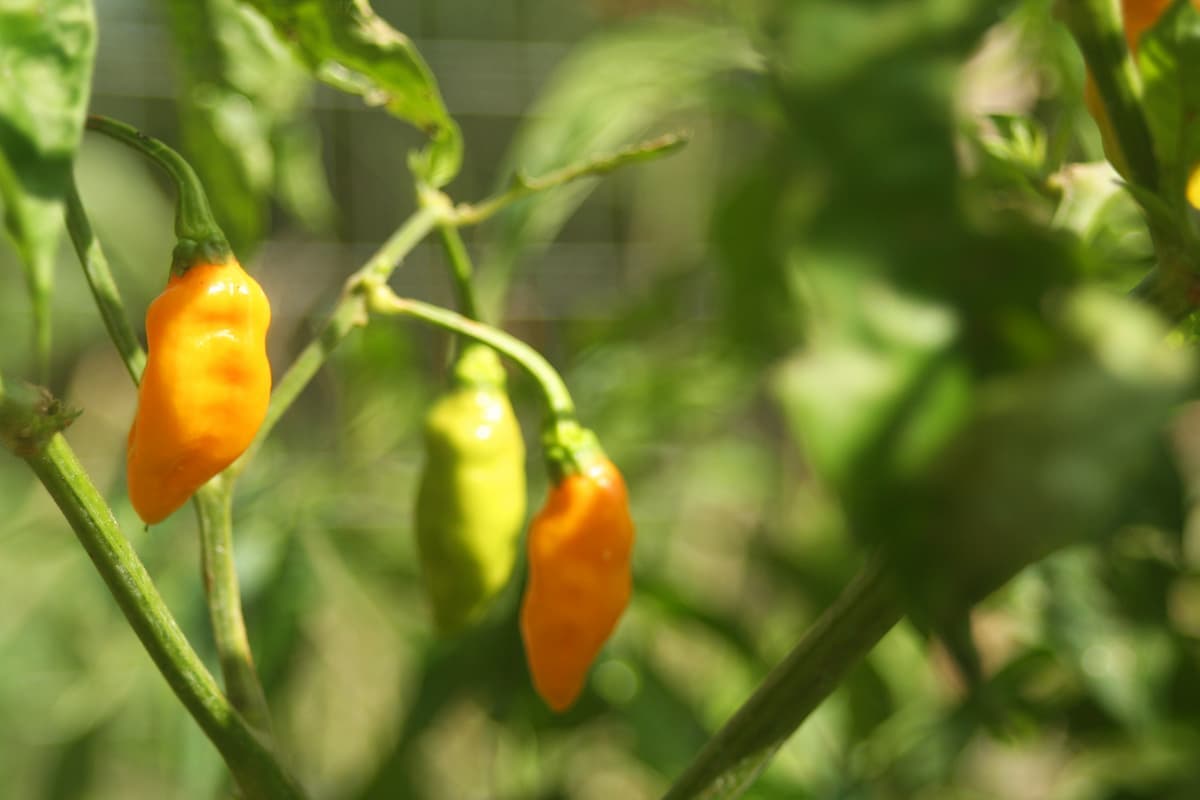 Datil chilli pepper