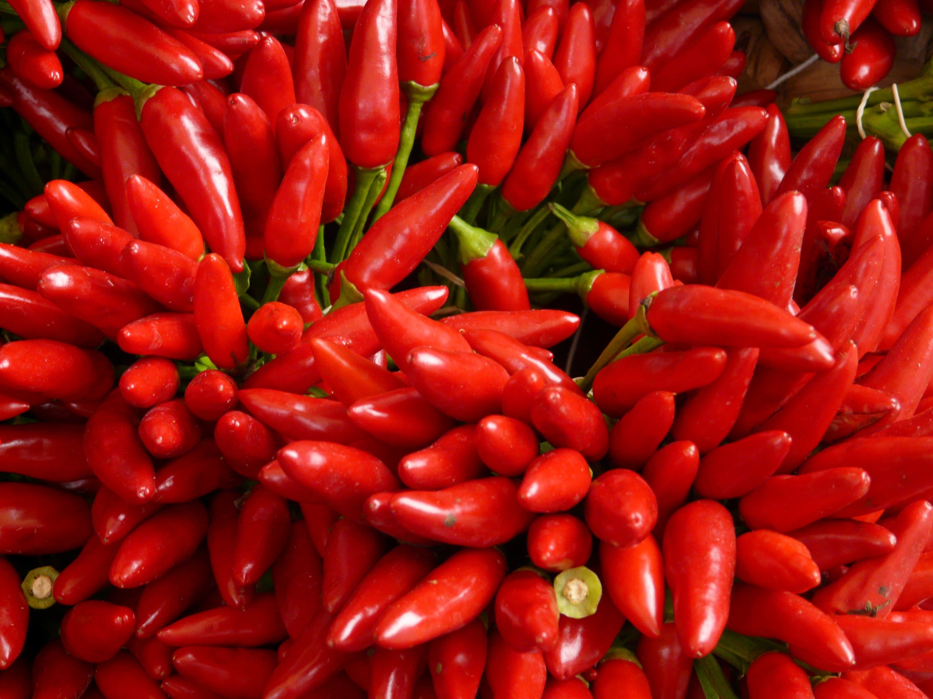 Bird's Eye Chilli chilli pepper