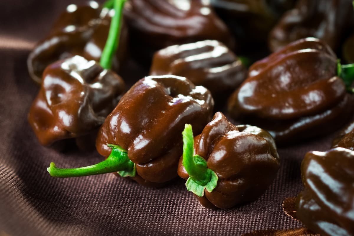 Chocolate Habanero chilli pepper